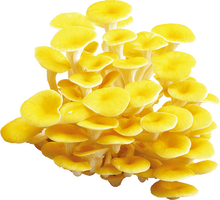 Load image into Gallery viewer, Golden Oyster Mushroom Extract (42mg x 30 Packets) 4Boxes
