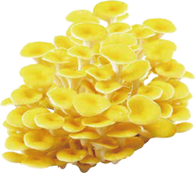 Load image into Gallery viewer, Golden Oyster Mushroom Extract (42ml x 30 Packets)
